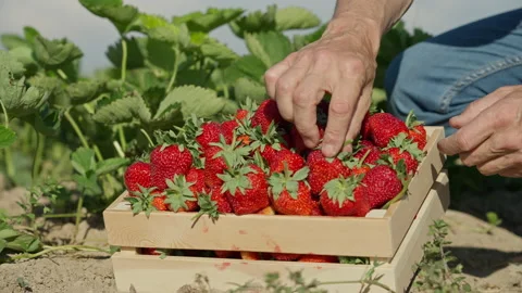 Close-up, a farmer sorting a grown strawberry crop. Organic strawberries grown Video stock 154419126