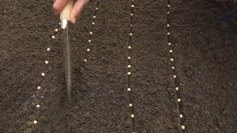 Close-up of a farmer sowing seeds Video stock 76190150