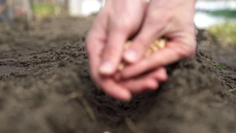 Close-up of a farmer sowing seeds Stock Footage 114753482