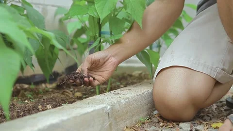 Close-up of Farmer Testing Ground Fertility and Texture Before Planting Stock Footage 337442630