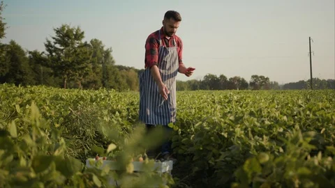 Close up farmer uses a phone on a field agronomist activity nature agriculture Stock Footage 115488200