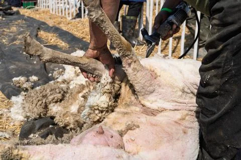 Close-up of a farmer using electric clippers to shear a sheep's wool Stock Photos