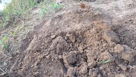 Close up of a farmer using a hoe for digging and tilling the soil to prepare Video stock 337106292