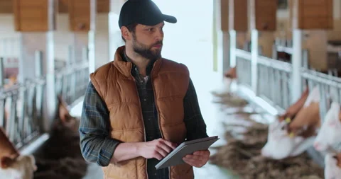 Close up farmer using tablet computer in modern dairy farm facility cowshed Stock Footage 212070220