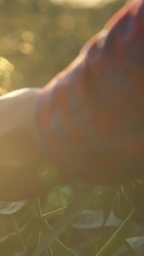 Close-up of a farmer using a tablet computer to check soybeans in a field. Stock Footage 348740059