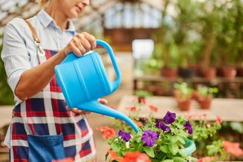 Close up of a farmer using watering can to water flowers. Stock Photos