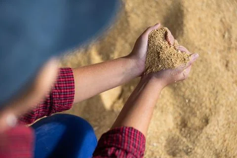 Close up of farmer worker hands holding animal feed soybean husk at farm storage Stock Photos