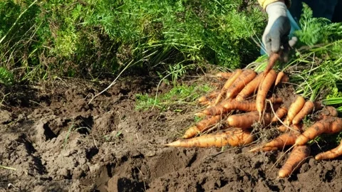 Close up of the farmer worker pulling out juicy carrot in the garden.  Stock Footage 275226350
