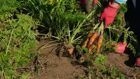 Close-up of the farmer worker pulling out carrot in the garden, slow motion Stock Footage 286102910