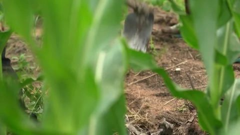 Close-up farmer working Stock Footage 344002938