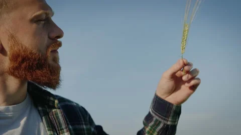 Close-up of a farmer's face looking at an ear of wheat Stock Footage 234263111