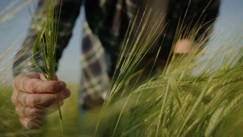 Close-up of a farmer's hand checking an ear of wheat in the field Stock Footage 201483503