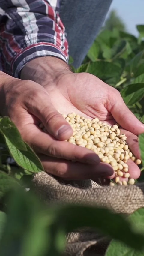 Close-up of a farmer's hand checking soybeans in a field Stock Footage 326635032