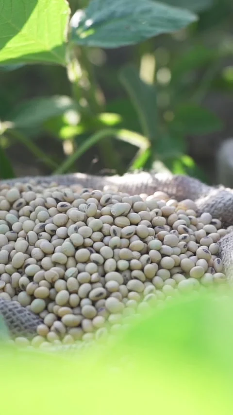 Close-up of a farmers hand checking soybeans in a field Vídeo Stock 331142767