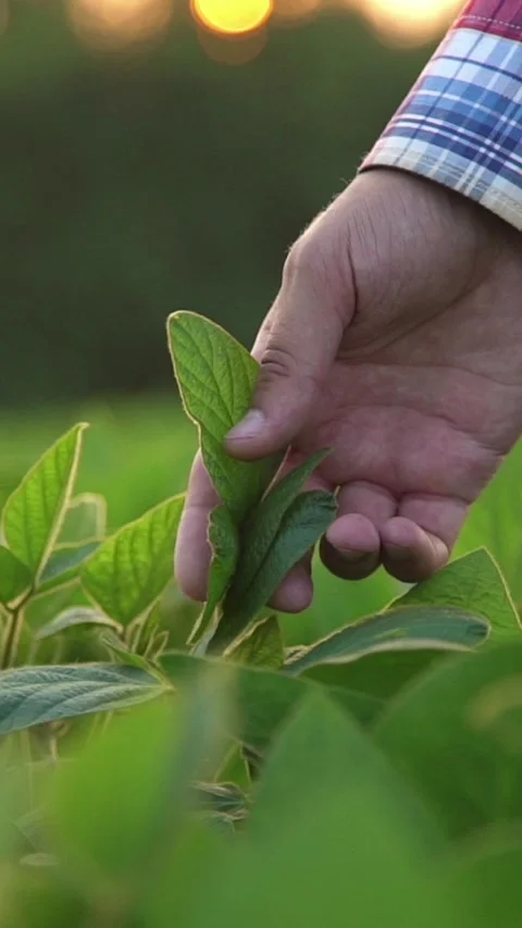 Close-up of a farmers hand checking soybeans in a field Stock-Footage 348740098