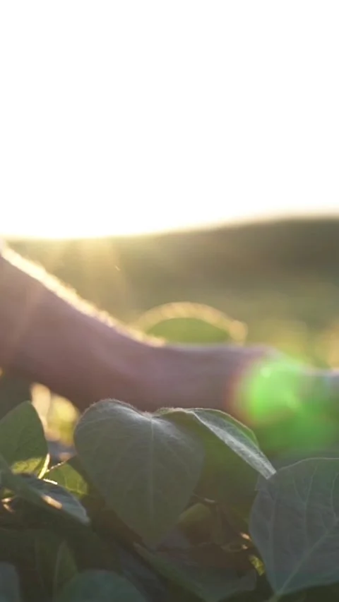 Close-up of a farmers hand checking soybeans in a field 動画素材 348740420