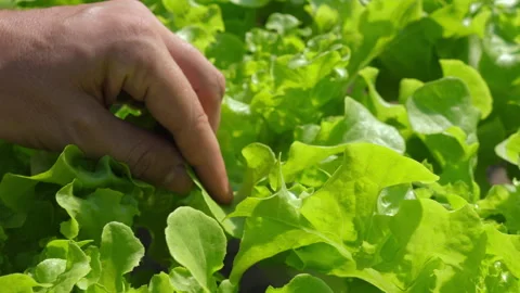 Close-up of farmer's hand gently picking fresh, green lettuce leaves Stock Footage 280199570