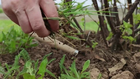 Close-up of a farmer's hand hoeing a small garden spade on a seedling Stock Footage 154324743