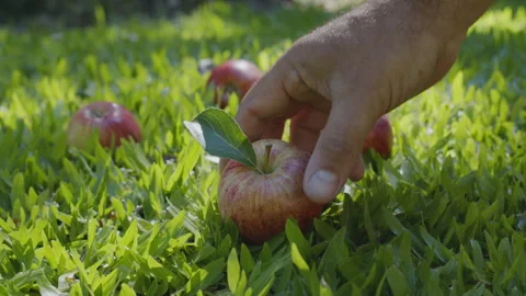 Close-up of a farmer's hand slowly picking up a ripe red apple Stock Footage 339009254