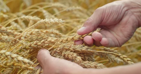 Close-up of farmers hands checking the quality of ripe wheat, eco-friendly and 動画素材 303431543