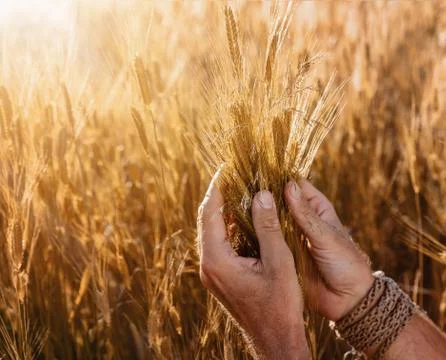 Close up of farmer's hands checking the quality of ears of wheat Stock Photos