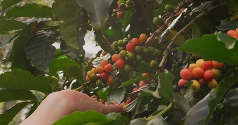 Close-up of a farmer's hands picking coffee beans on coffee tree branch. Stock Footage 125322604