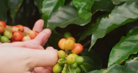 Close-up of a farmer's hands picking coffee beans on coffee tree branch. Stock Footage 125331083