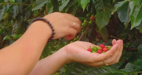 Close-up of a farmer's hands picking coffee beans on coffee tree branch. Stock Footage 125334053