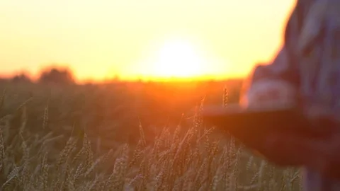 Close up farmers hands with tablet in a wheat field. Modern farming concept Stock Footage 97014067
