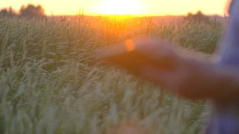 Close up farmers hands with tablet in a wheat field. Modern farming concept Stock Footage 97014369