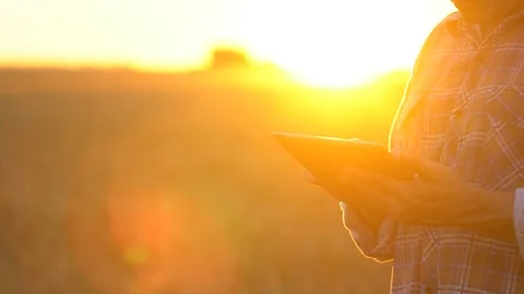 Close up farmers hands with tablet in wheat field at sunset. Modern farming Video stock 101309655