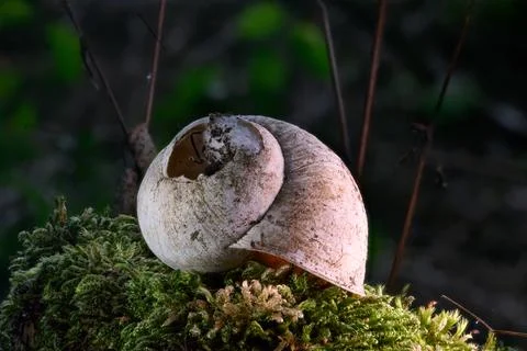 Close-up of a fascinating snail shell, Stock Photos