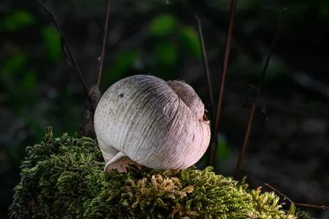 Close-up of a fascinating snail shell, Stock Photos