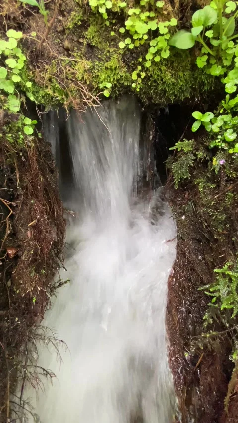 Close-up of fast forest stream flowing like waterfall Stock Footage 310933925
