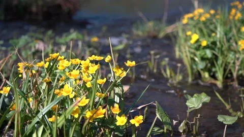 Close-up of a fast stream with clear water. Clear forest stream on a sunny Stock Footage 143150906