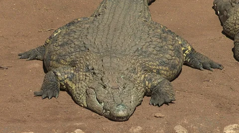 Close up of a fat crocodile Stock Footage 30096992