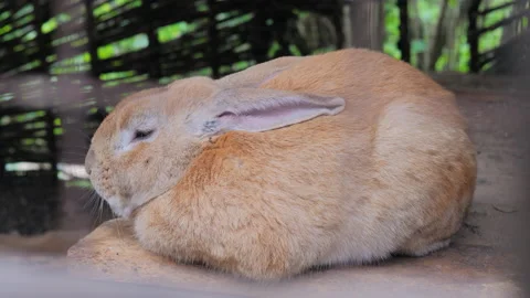 Close-up of a fat large fat light brown rabbit sleeping sitting Stock Footage 170619951
