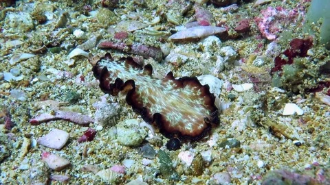 Close up of Fatworm ( Maiazoon orsaki ) moving on corals of Bunaken I.Indonesia Stock Footage 80453989