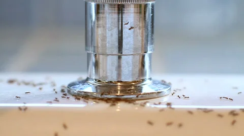 Close up of faucet base with ants Video stock 33874973
