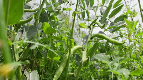 Close up of fava beam Stock Footage 239622356