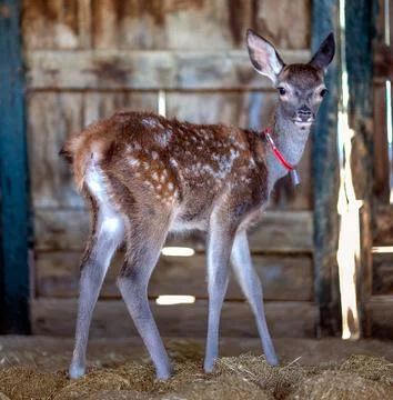 Close up of a Fawn in a Rustic Barn Setting Stock Photos