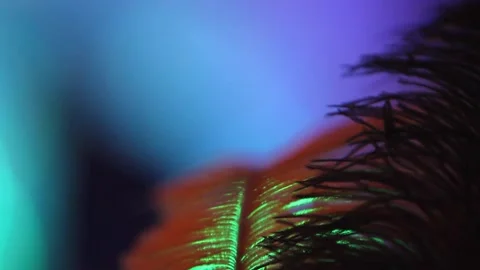 Close Up of Feather on Abstract Background Stock Footage 149599905