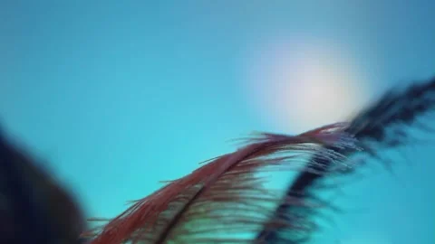 Close Up of Feather on Abstract Background Stock Footage 149599933