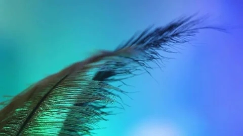 Close Up of Feather on Abstract Background Stock Footage 149599957