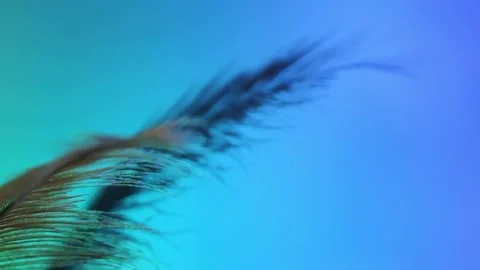Close Up of Feather on Abstract Background Stock Footage 149599964