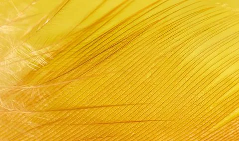 Close-up of a feather as a background. Stock Photos