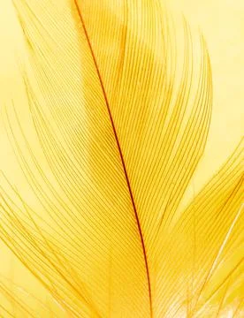 Close-up of a feather as a background. Stock Photos