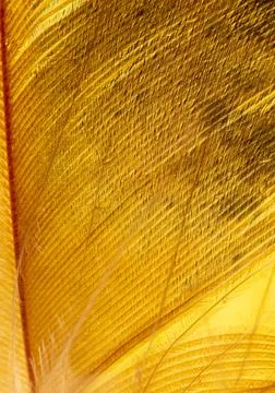 Close-up of a feather as a background. Stock Photos