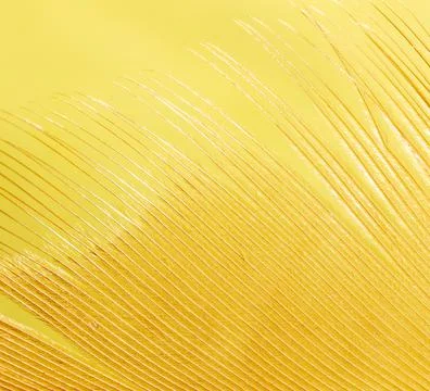Close-up of a feather as a background. Stock Photos
