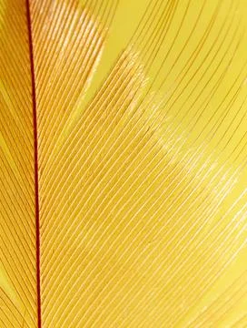 Close-up of a feather as a background. Stock Photos